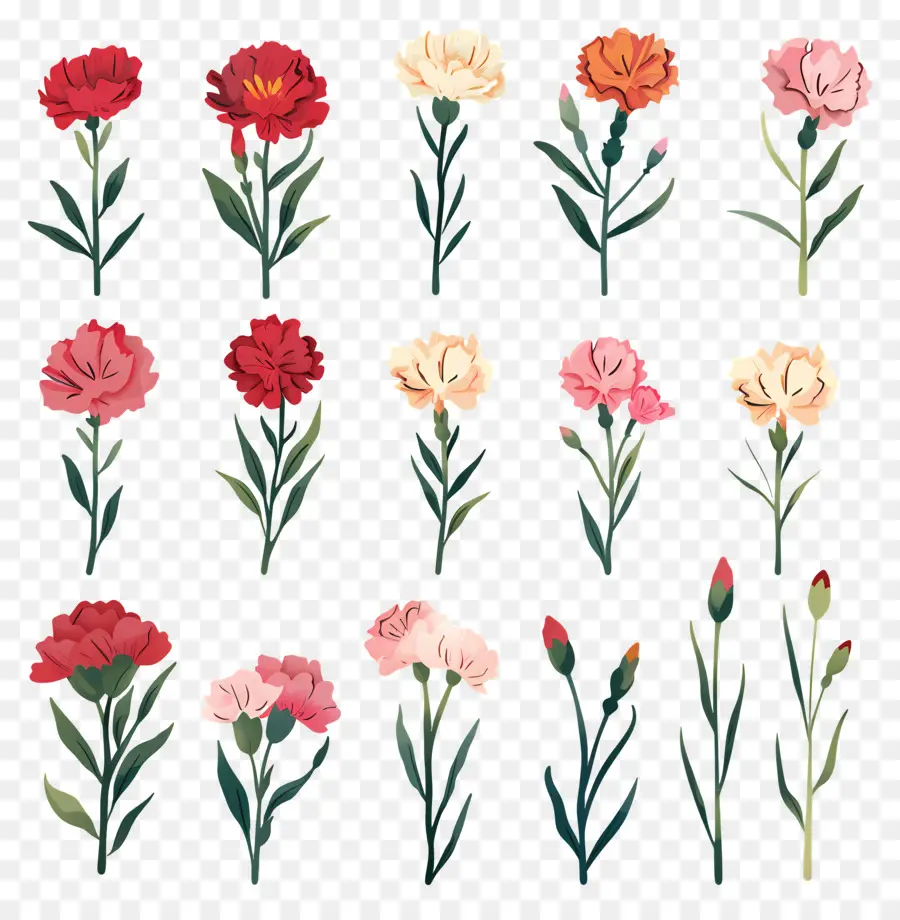 œillets，Fleurs PNG