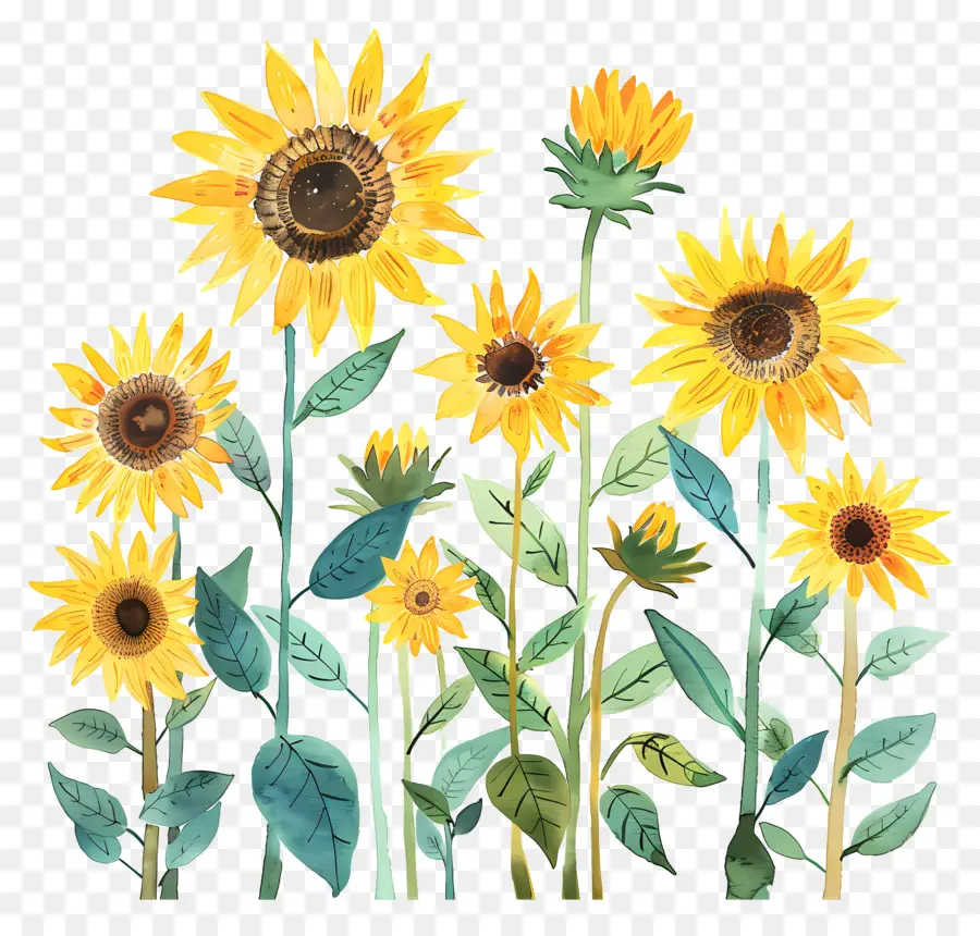 Tournesols，Fleurs Jaunes PNG