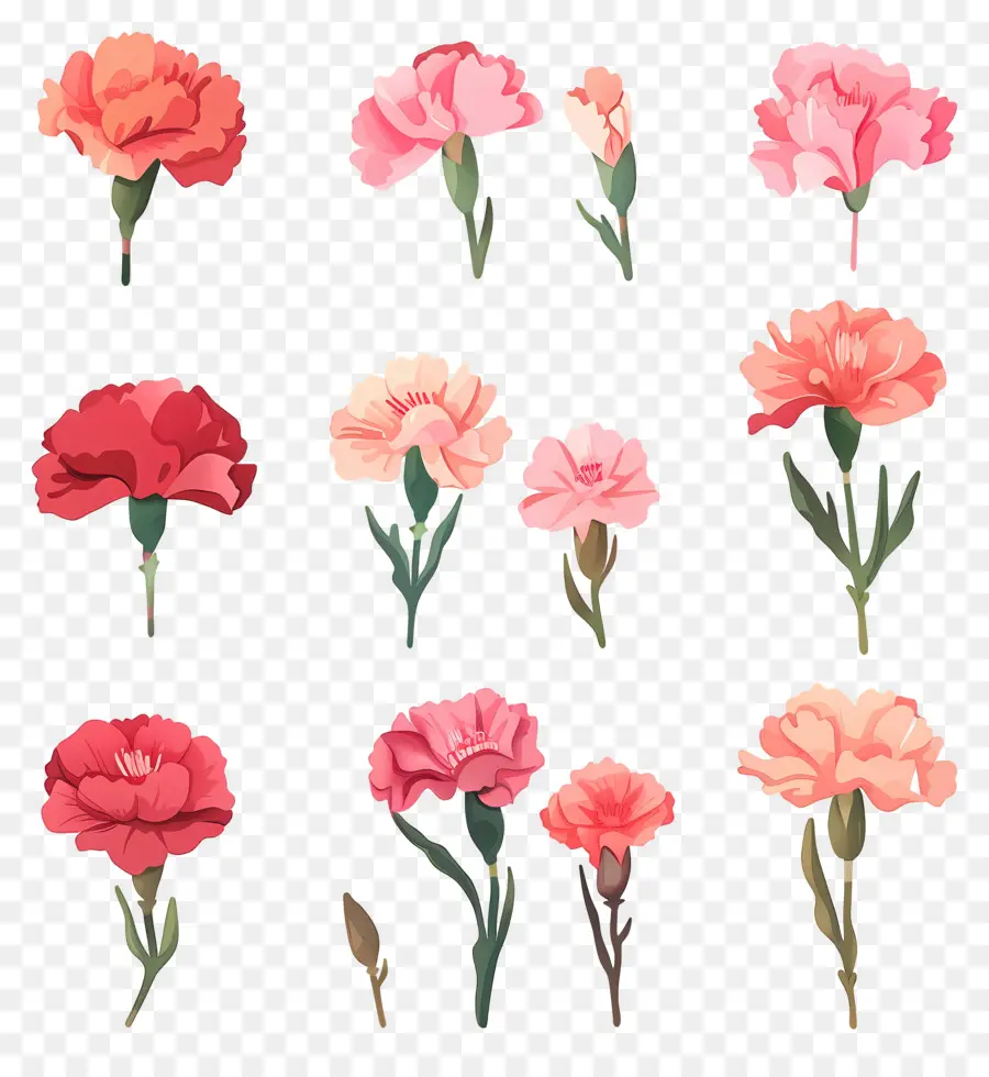 œillets，Des œillets Roses PNG