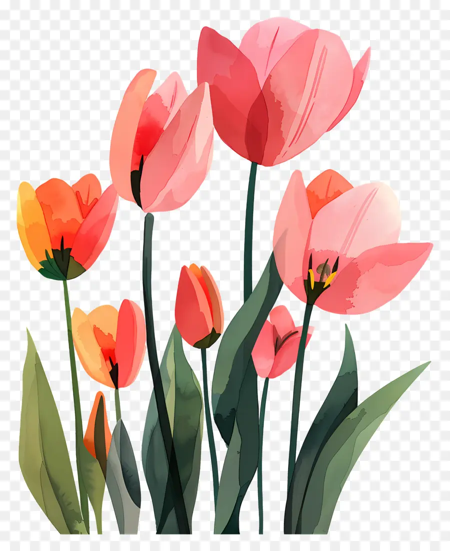 Les Tulipes，Tulipes Roses PNG