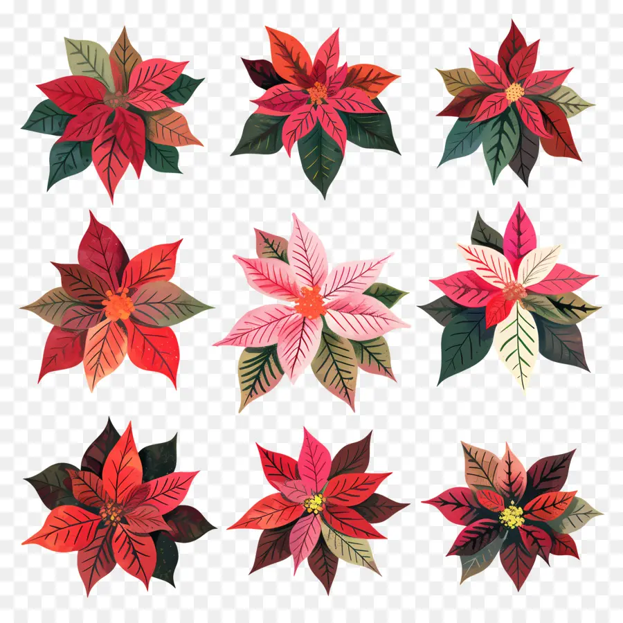 Poinsettia，Arrangement De Fleurs PNG