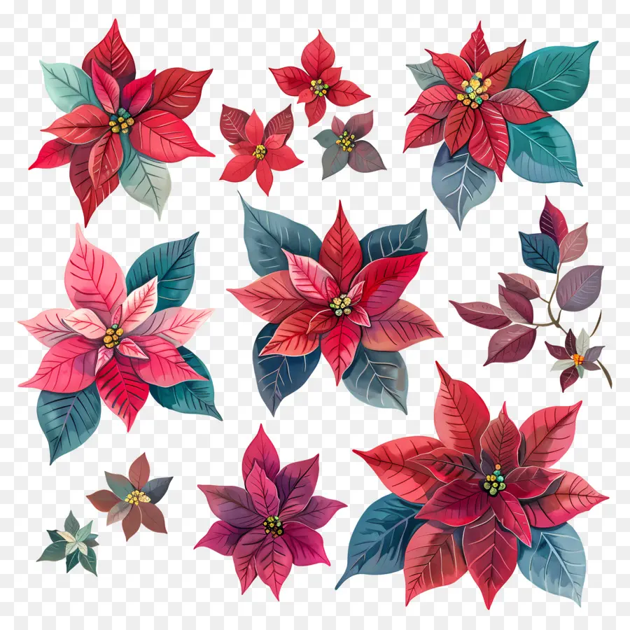 Poinsettia，Poinsettias Rouges PNG