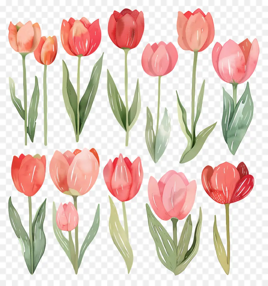 Tulipes，Tulipes Colorées PNG