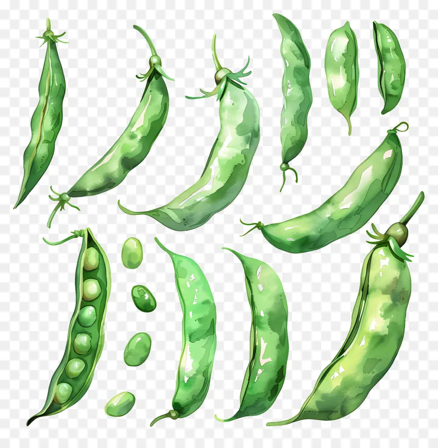 Haricots Verts，Pois PNG