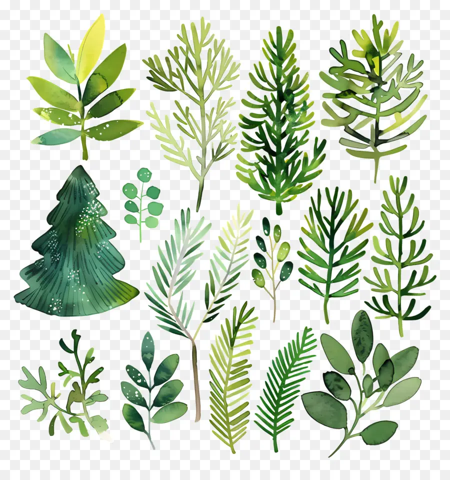 Branches Persistantes，Plantes PNG