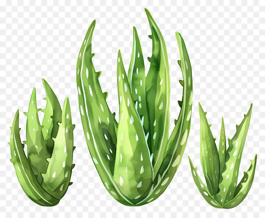 L'aloe Vera，Aloe Vera PNG