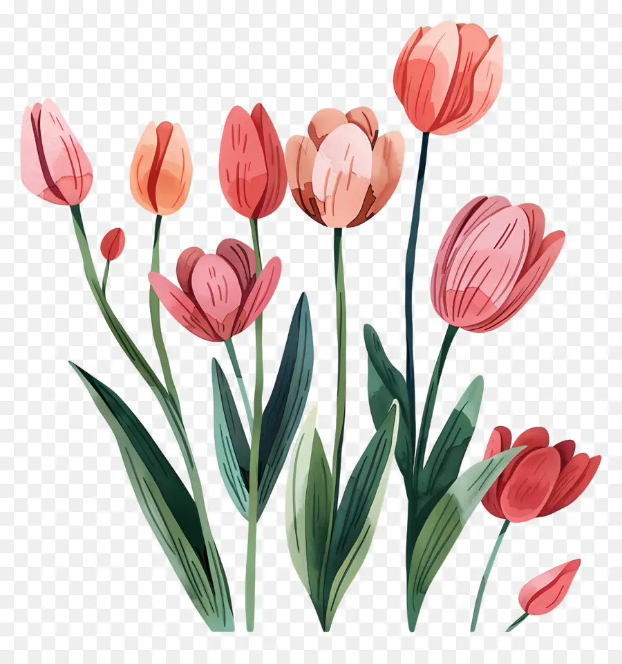 Les Tulipes，Aquarelle PNG