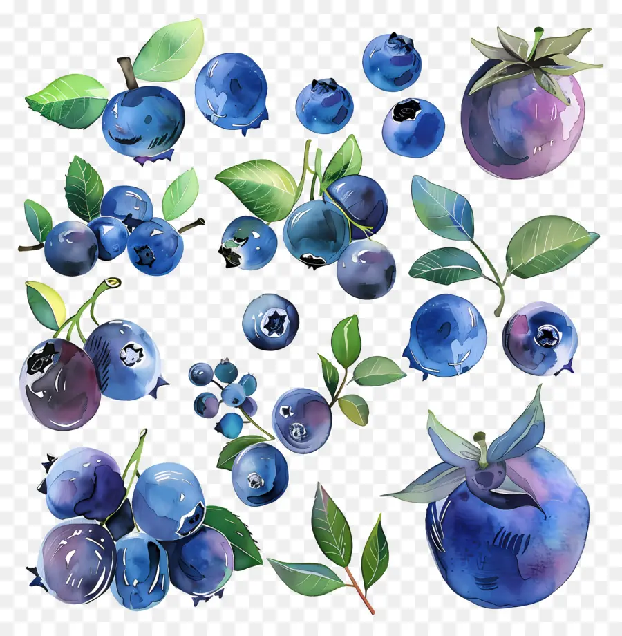 Bleuets，Les Bleuets PNG