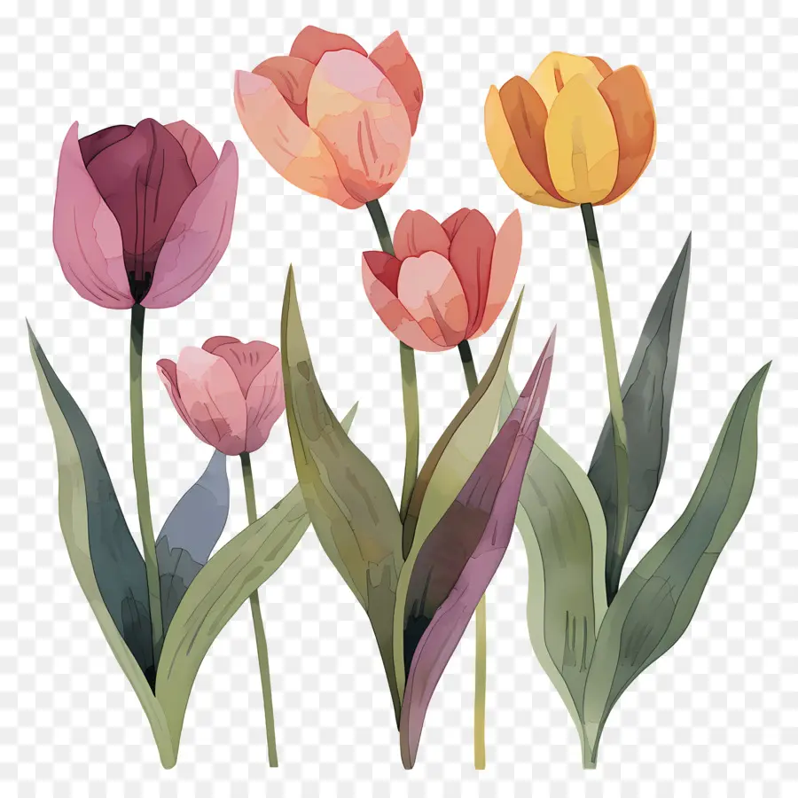 Les Tulipes，Peinture à L'aquarelle PNG