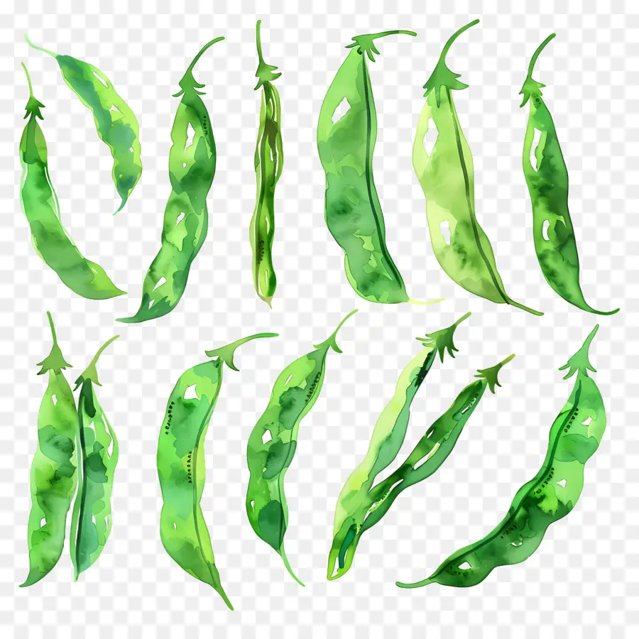 Haricots Verts，Des Illustrations à L'aquarelle PNG