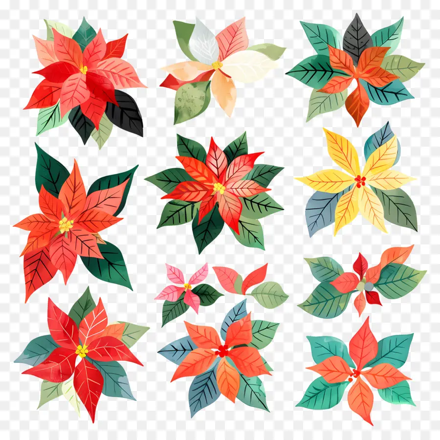 Poinsettia，Aquarelle PNG