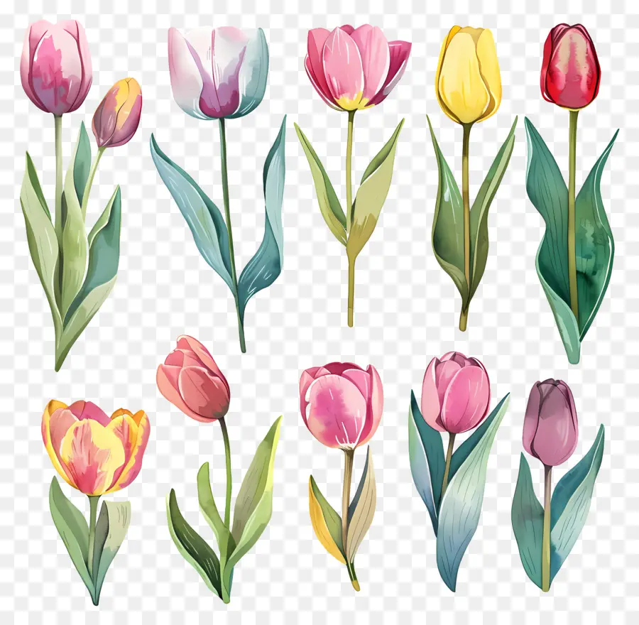 Les Tulipes，Fleurs PNG