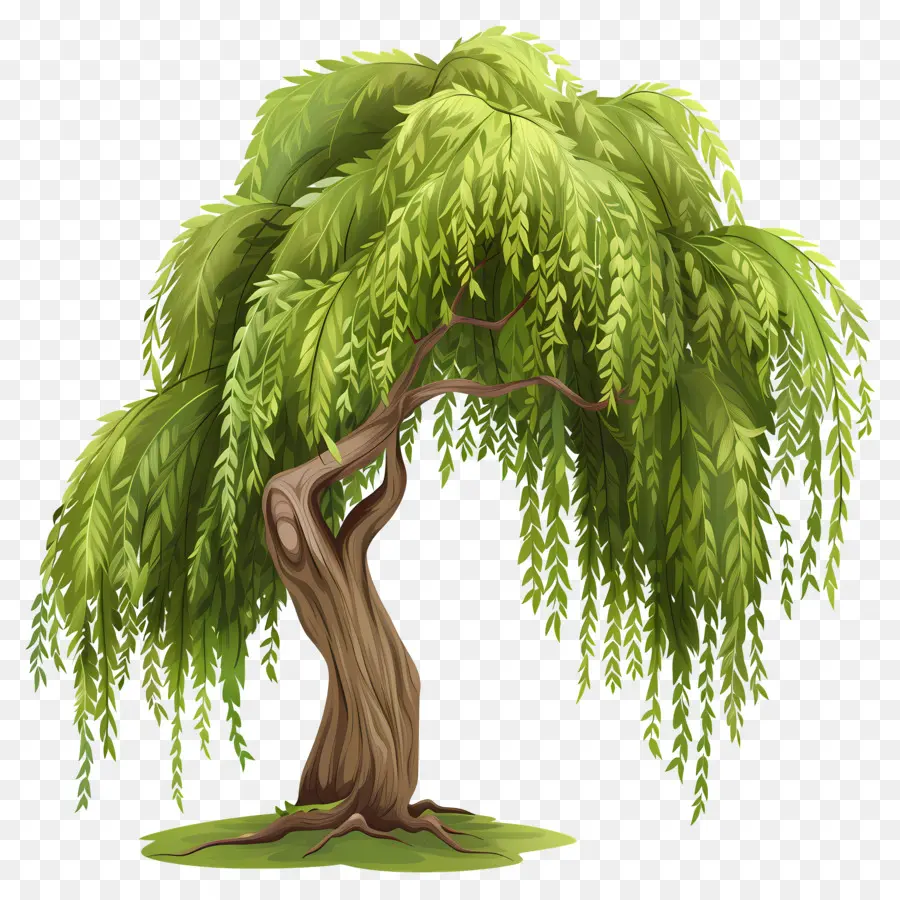 Saule，Willow à Willow PNG