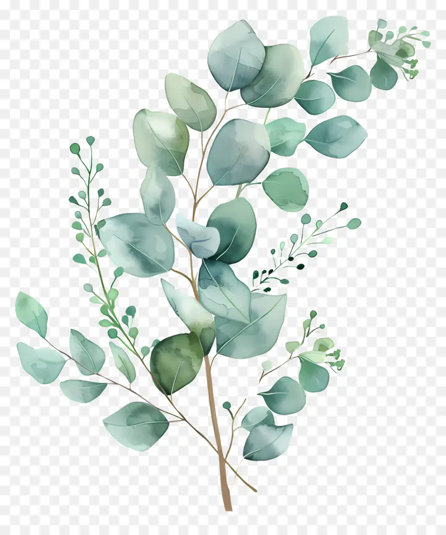 Branche D'eucalyptus，Eucalyptus PNG