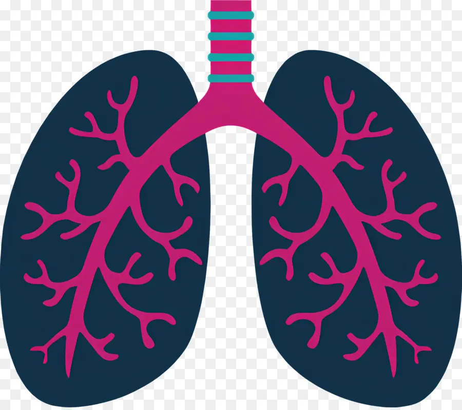 Poumon，Anatomie Pulmonaire Humaine PNG