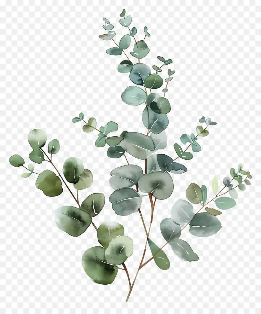 Branche D'eucalyptus，Arbre D'eucalyptus PNG