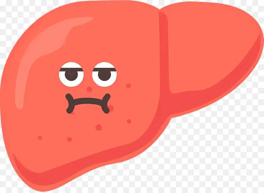 Foie，Abdomen PNG