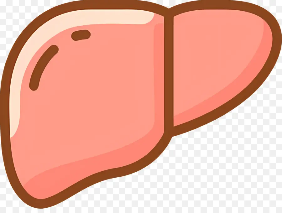 Foie，Cavité Abdominale PNG