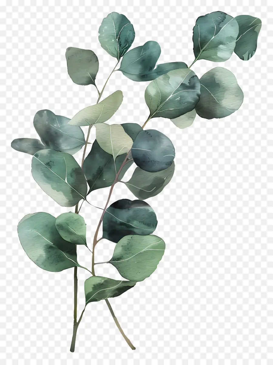 Branche D'eucalyptus，Feuilles PNG