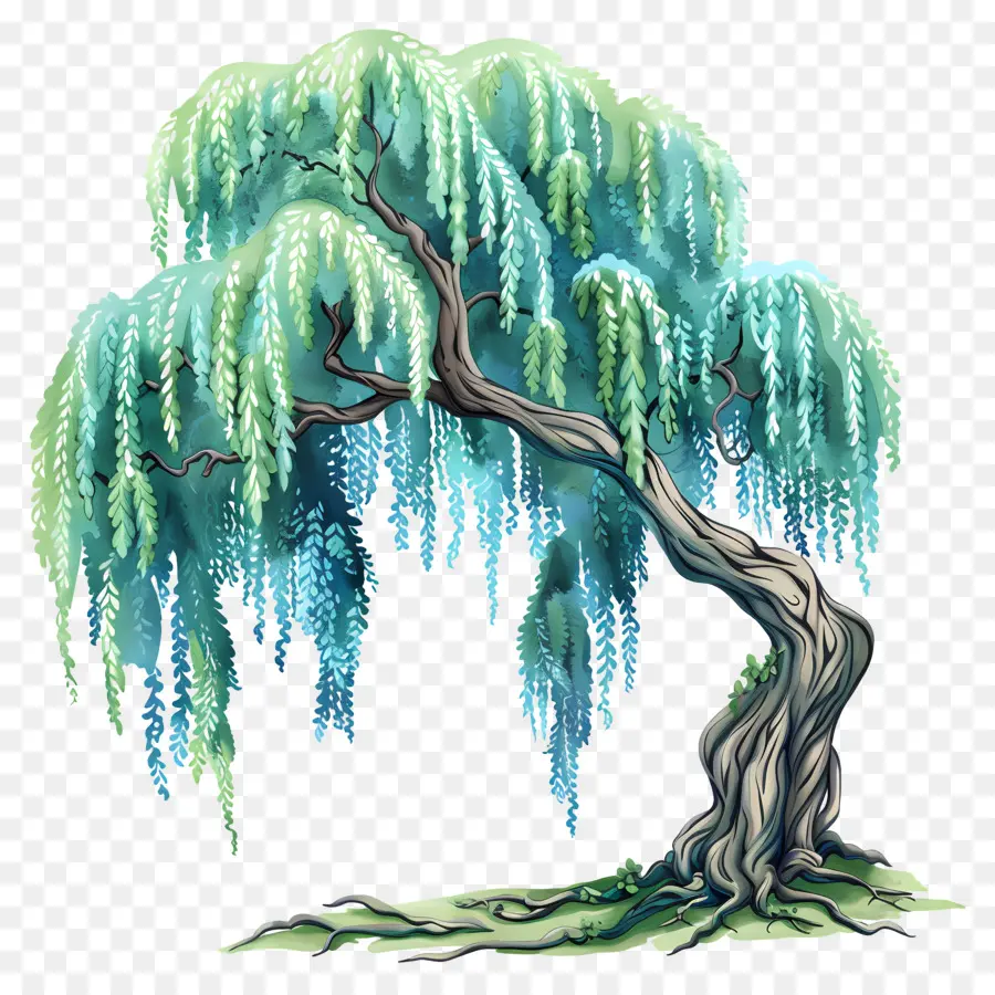 Saule，Willow à Willow PNG