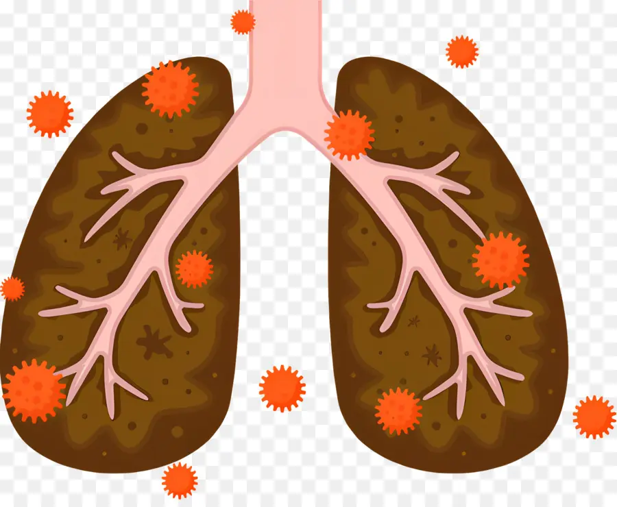 Poumon，Système Respiratoire PNG