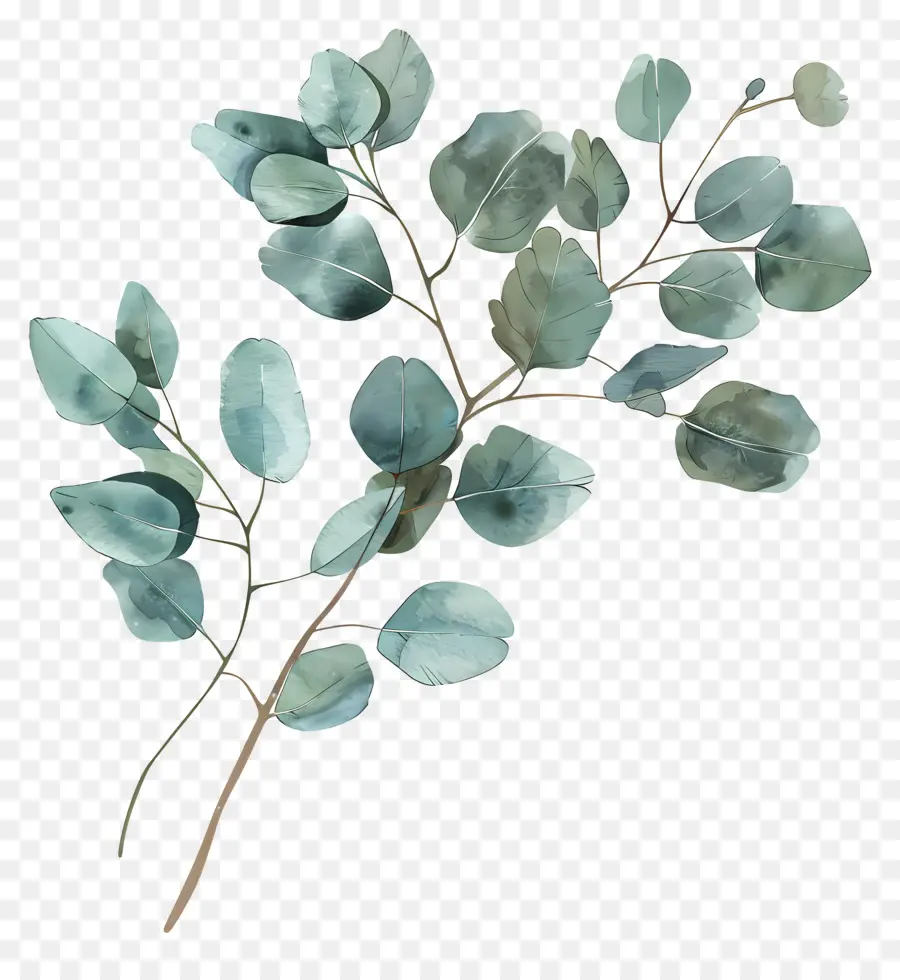 Branche D'eucalyptus，Eucalyptus PNG