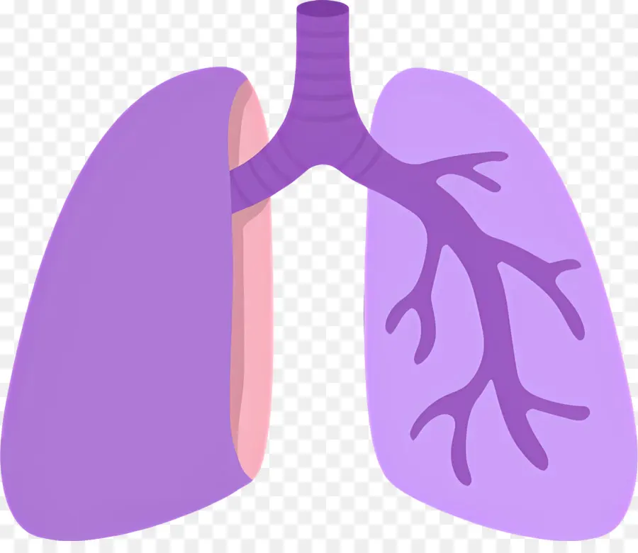 Poumon，Anatomie Pulmonaire Humaine PNG