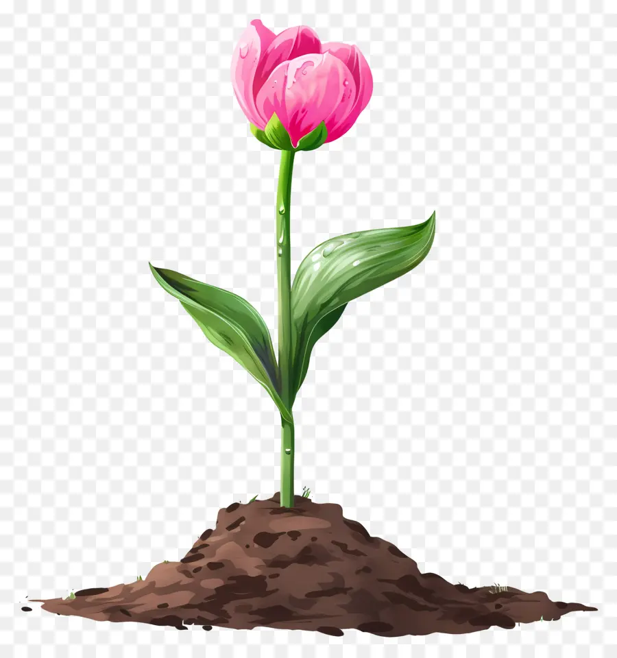 Fleur Rose，Rose Tulipe PNG