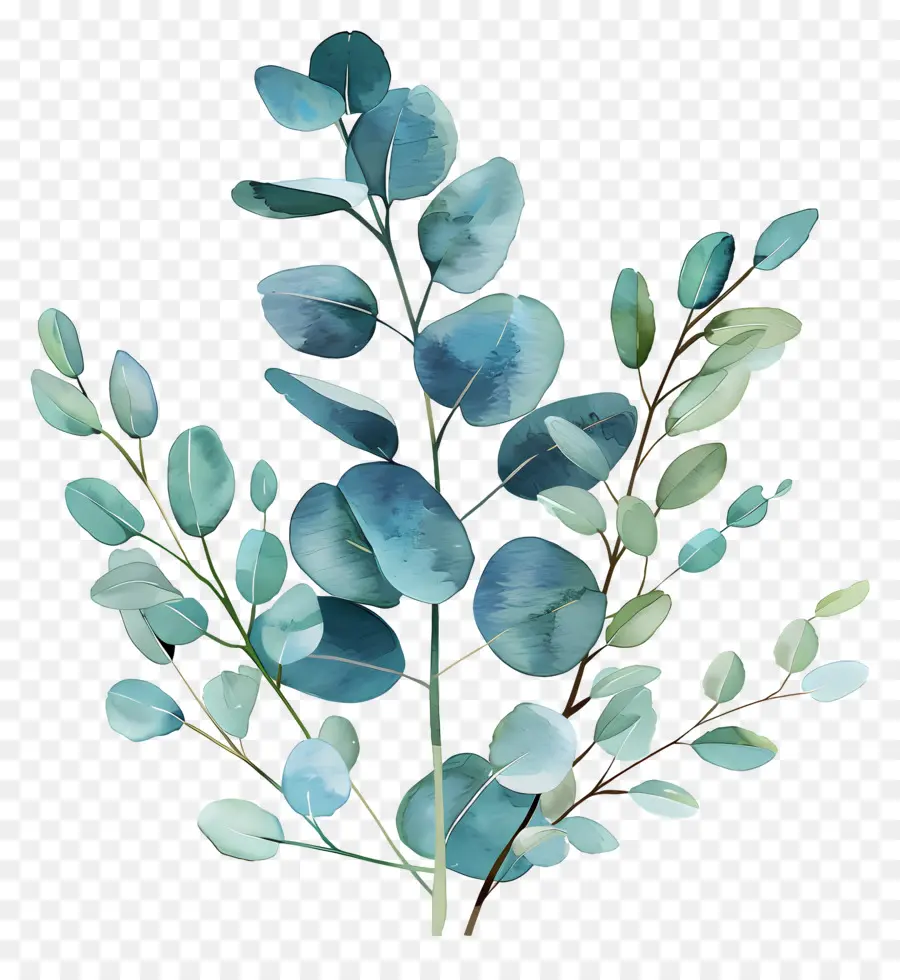 Branche D'eucalyptus，Peinture à L'aquarelle PNG