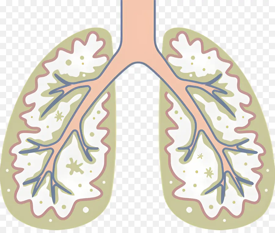 Poumon，Système Respiratoire PNG