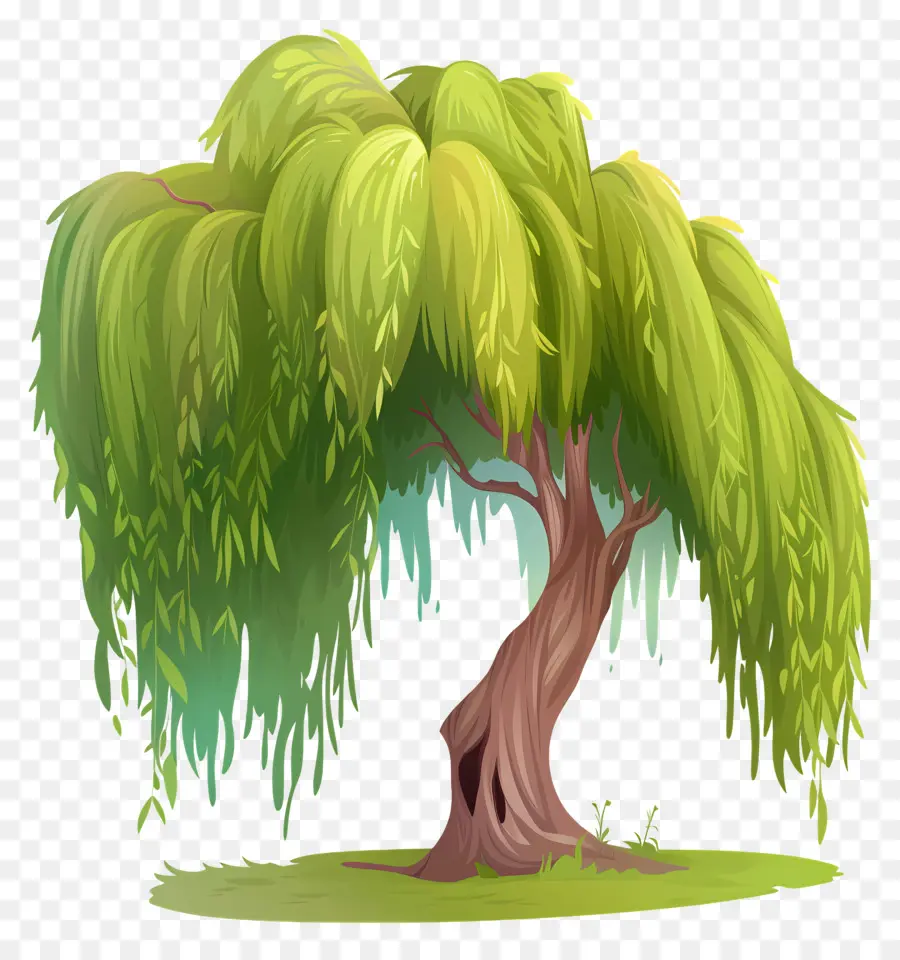 Saule，Willow à Willow PNG