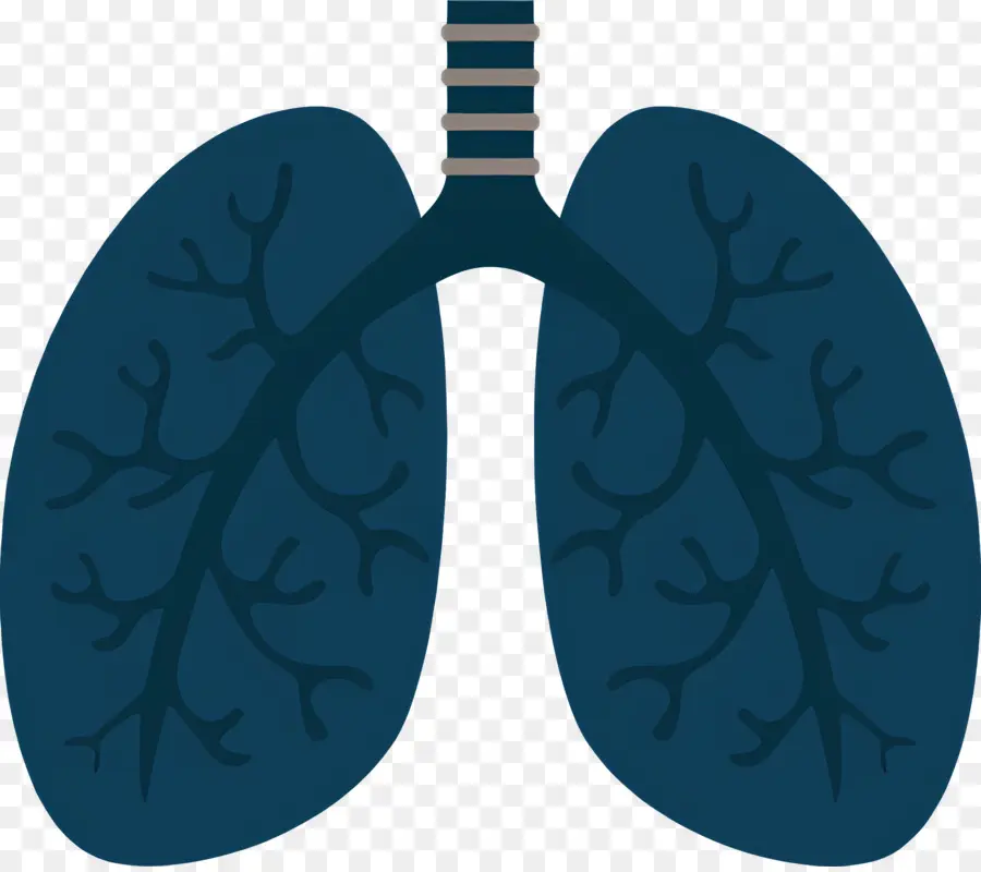 Poumon，Anatomie Pulmonaire Humaine PNG