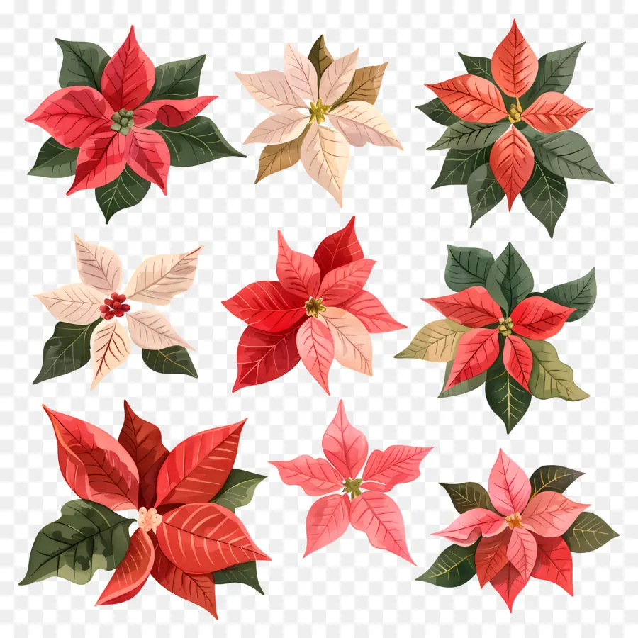 Poinsettia，Rouge PNG