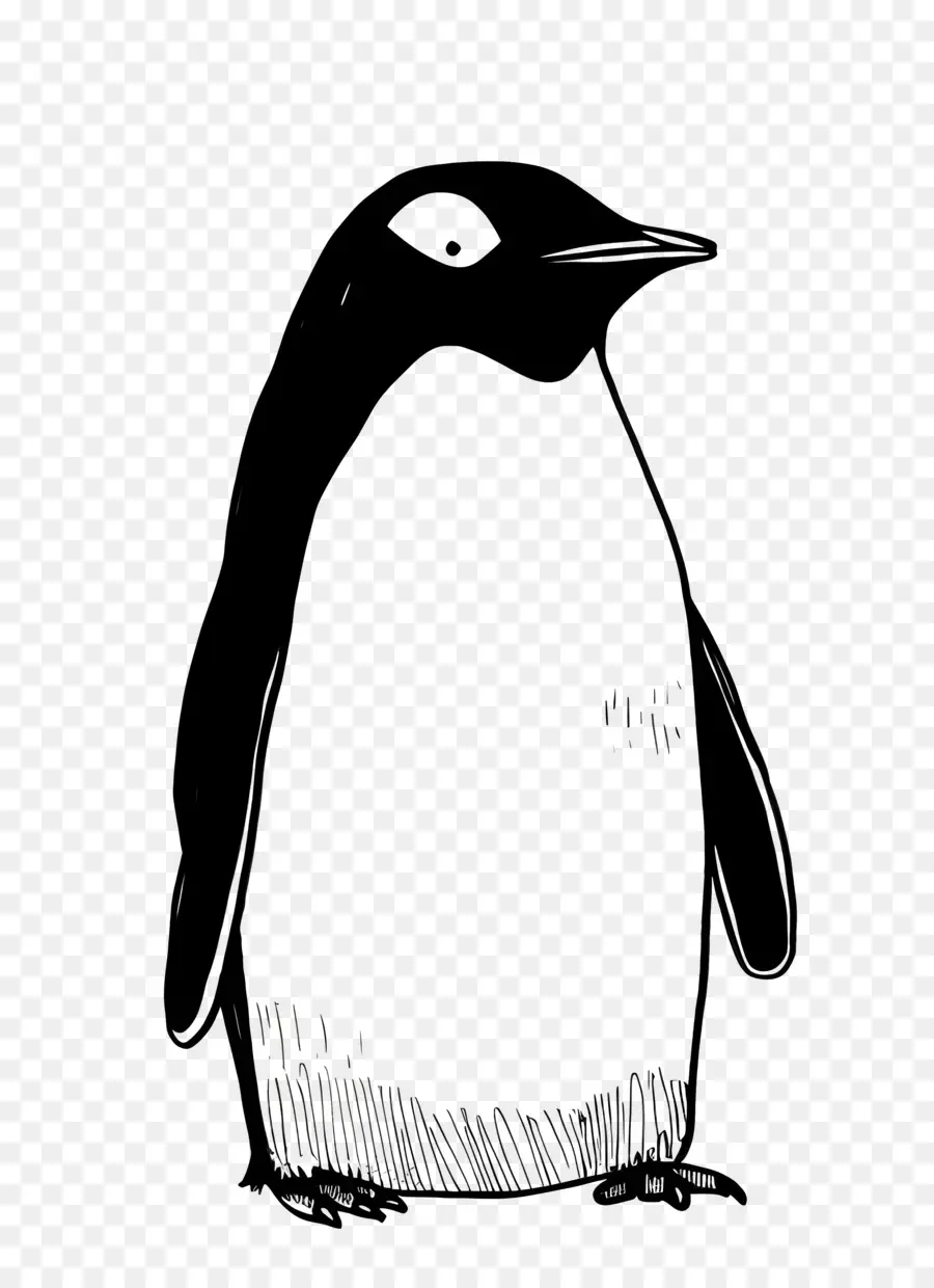 Cartoon Pingouin，Pingouin PNG