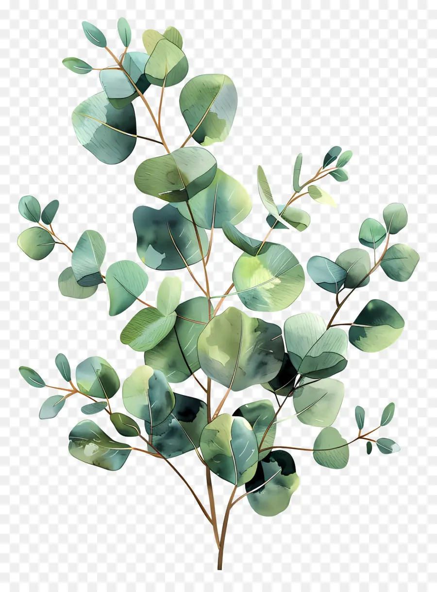 Branche D'eucalyptus，Eucalyptus PNG