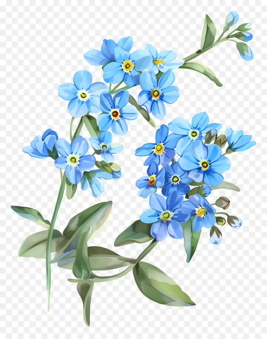 Fleurs Bleues，Oubliez Moi Pas Des Fleurs PNG