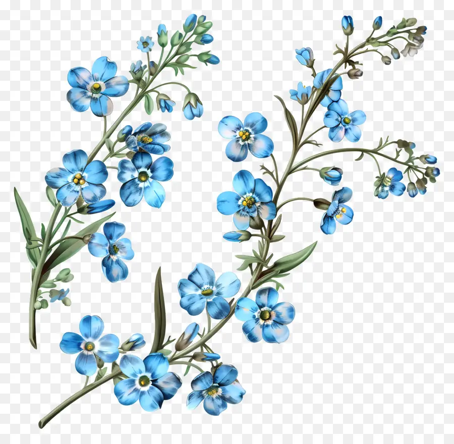 Fleurs Bleues，Pétales Délicates PNG