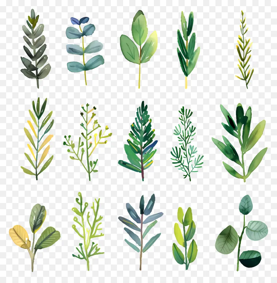 Herbe，Feuilles PNG