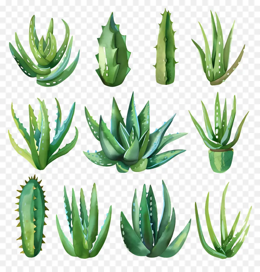 L'aloe Vera，Aloe Vera PNG