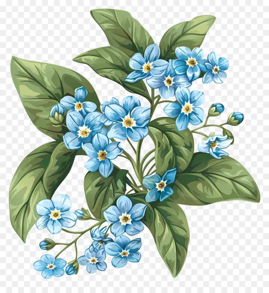 Fleurs Bleues，Fleur Bleue PNG