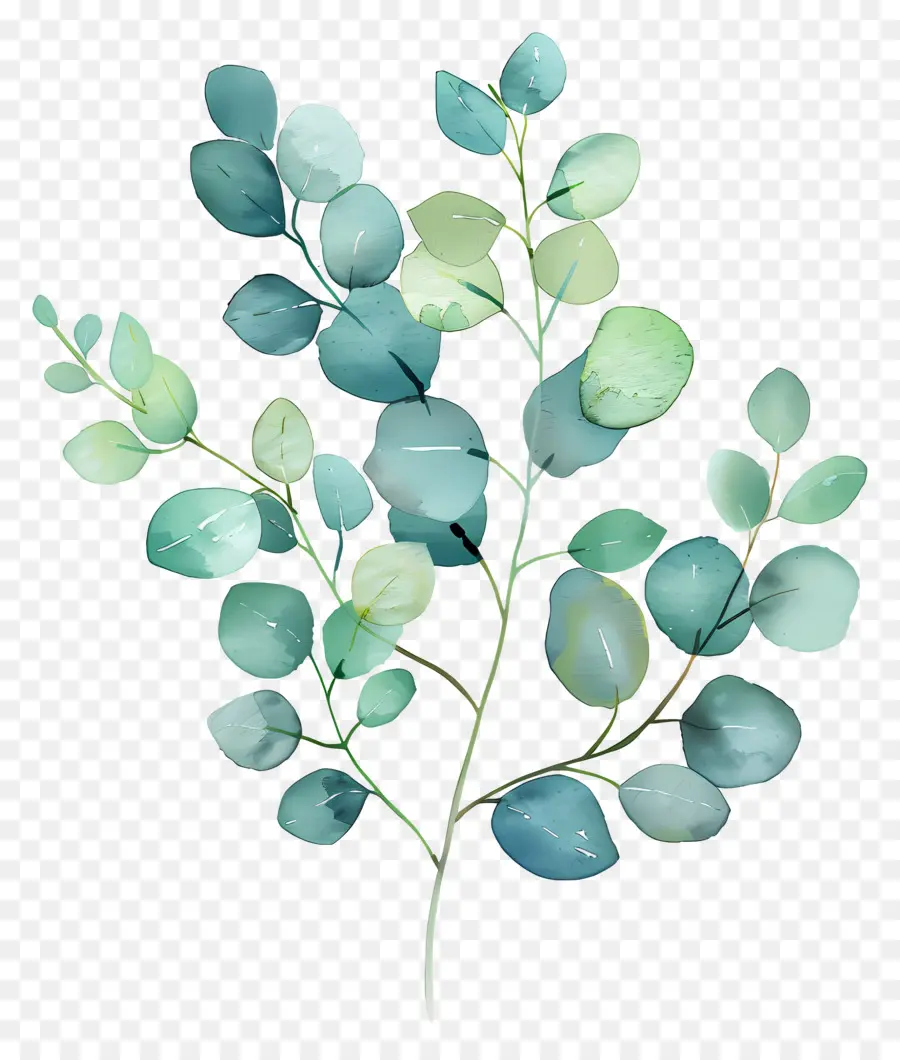 Branche D'eucalyptus，Eucalyptus PNG