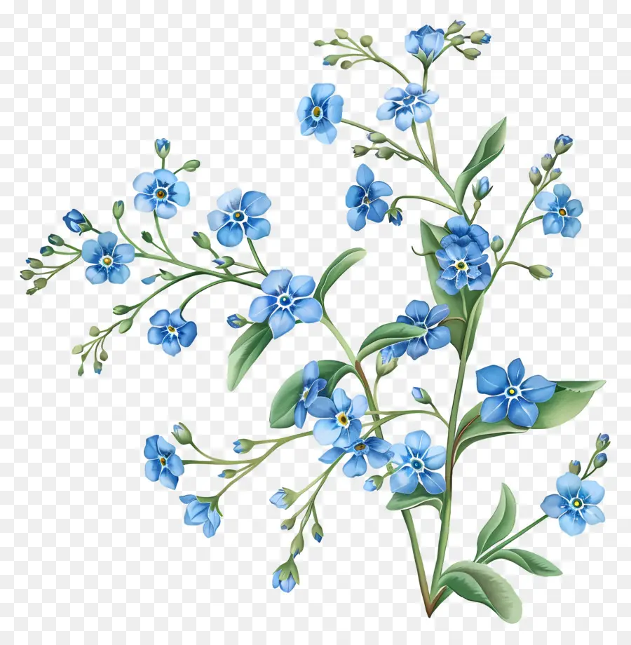 Fleurs Bleues，Oublie Moi Pas PNG