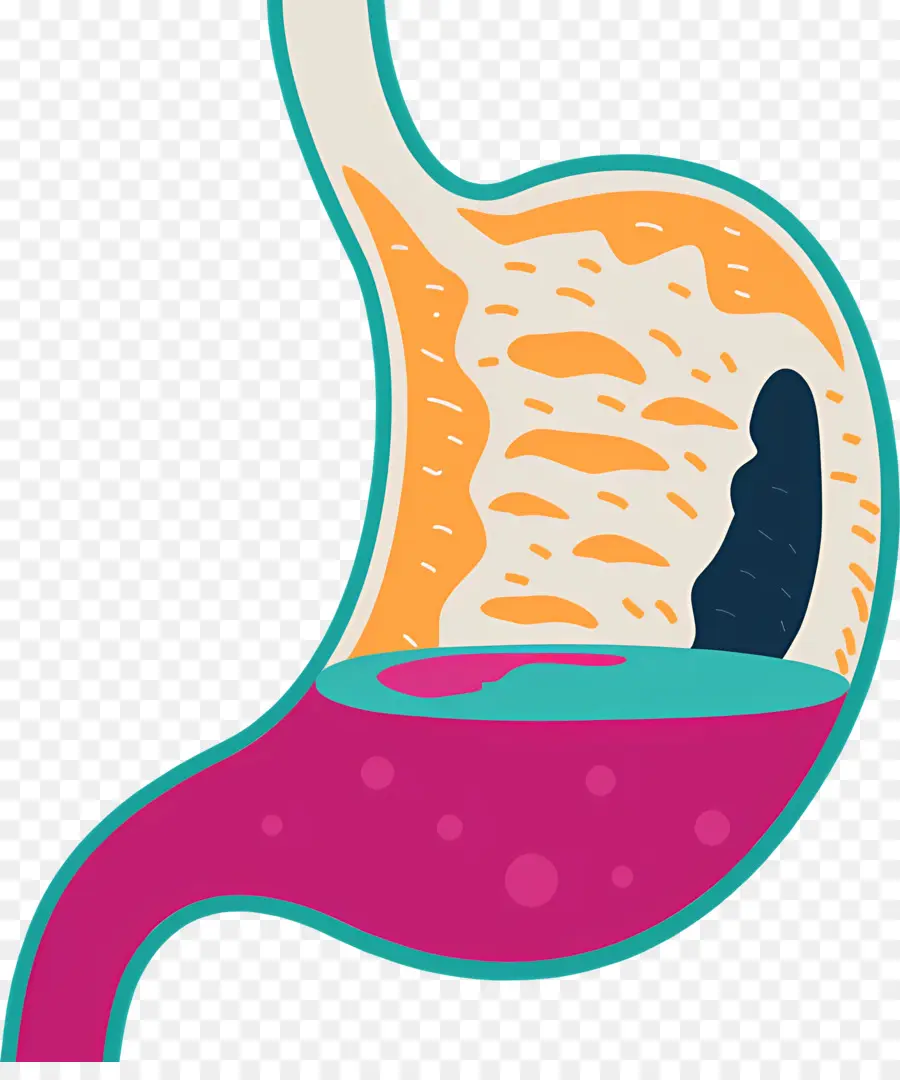 L'estomac，Anatomie De L'estomac PNG