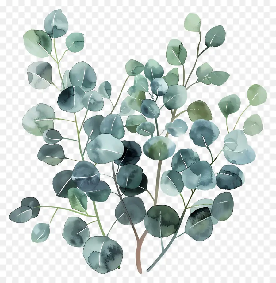 Branche D'eucalyptus，Arbre D'eucalyptus PNG