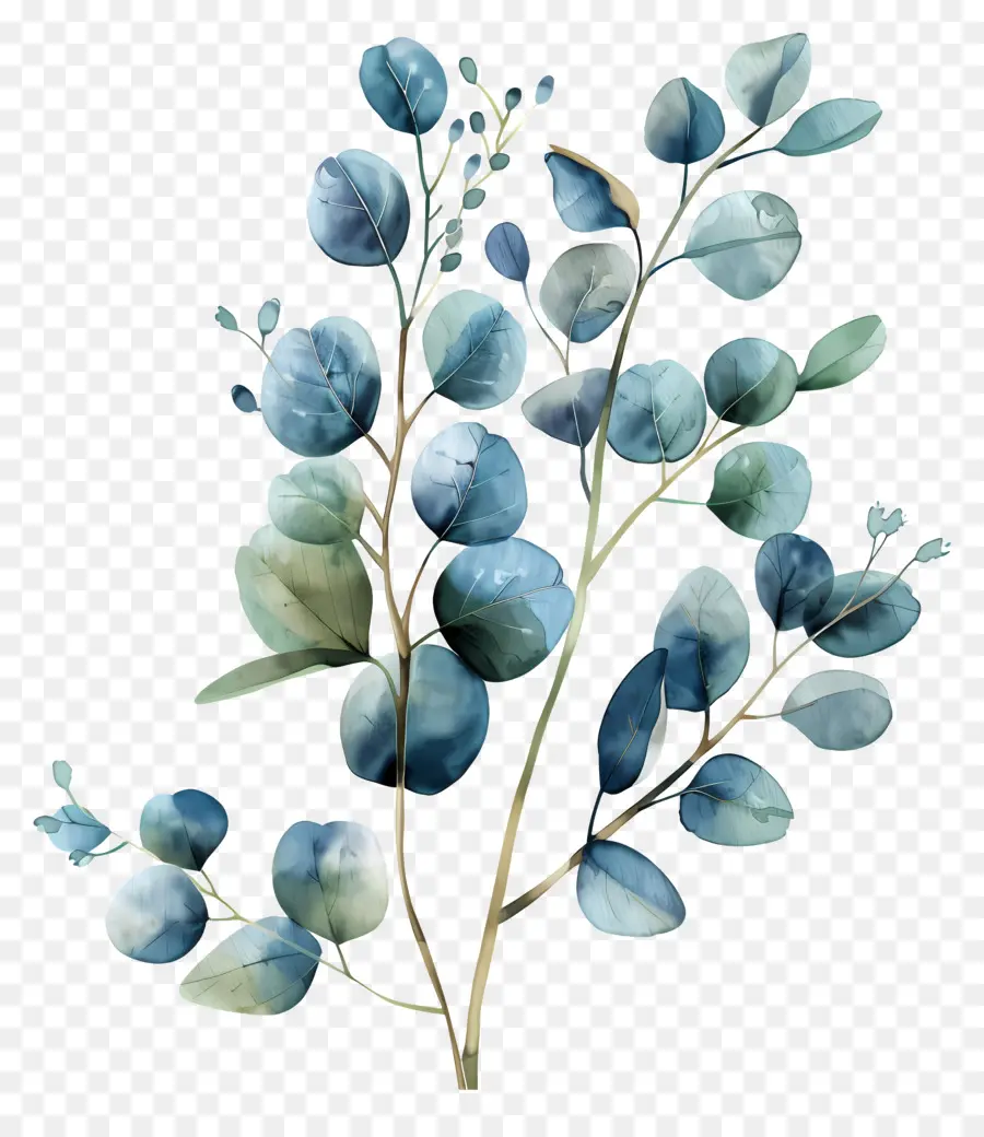 Branche D'eucalyptus，Feuilles Bleues Et Vertes PNG