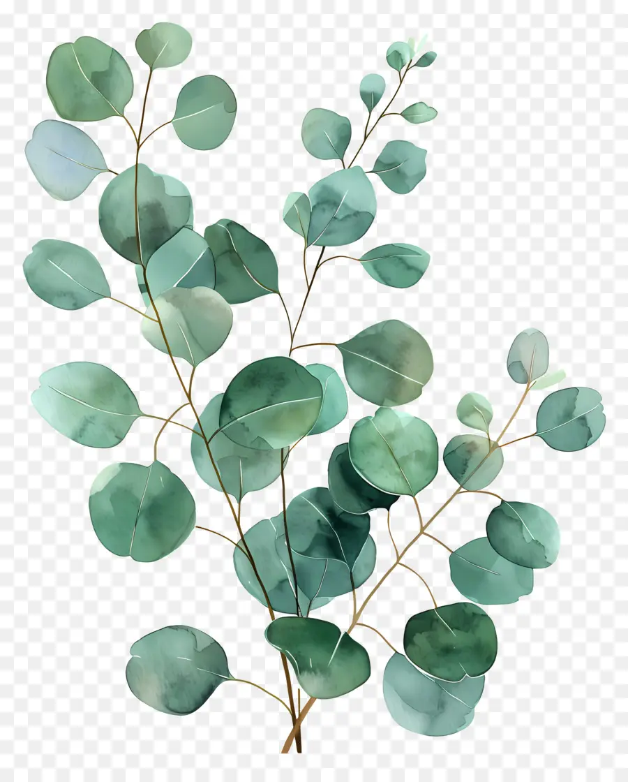 Branche D'eucalyptus，Eucalyptus PNG