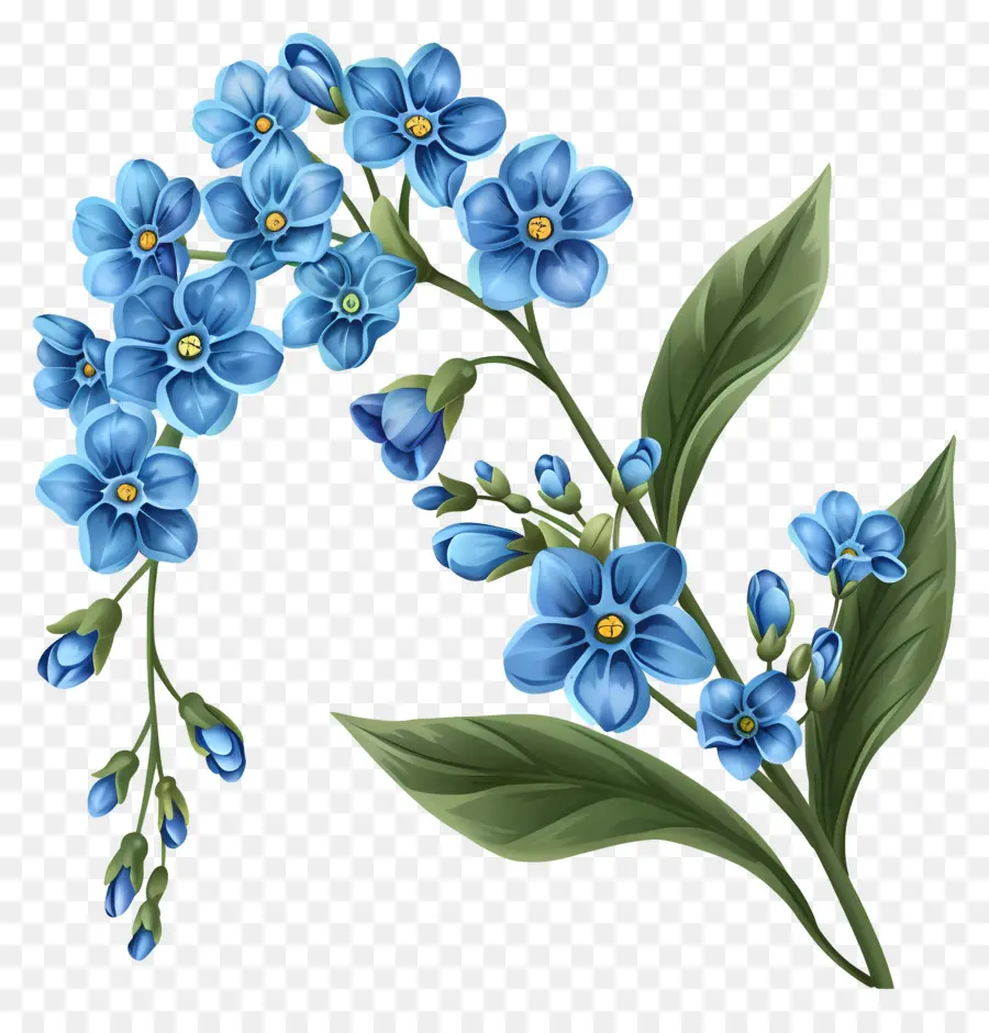 Fleurs Bleues，Oublie Moi Non PNG