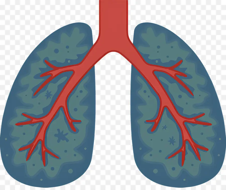 Poumon，Anatomie Pulmonaire PNG