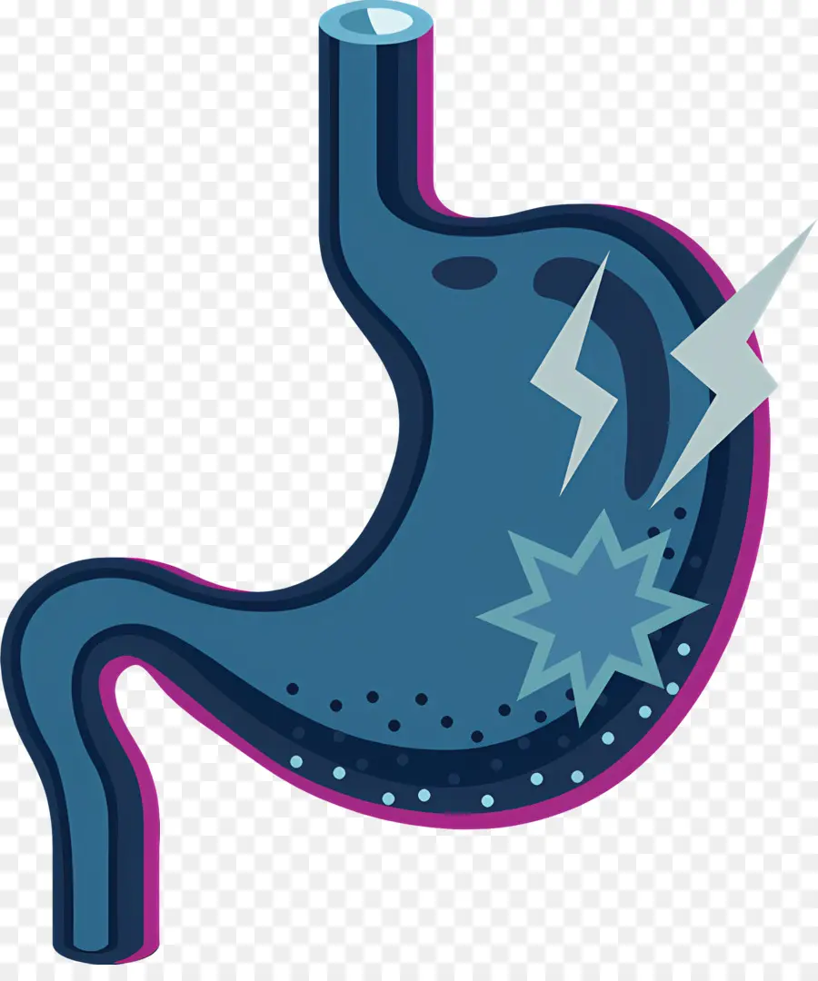 L'estomac，Acide Gastrique PNG