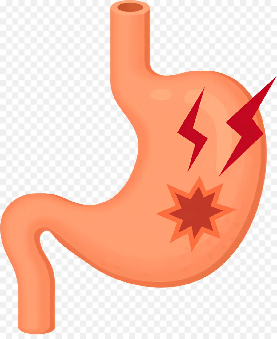 L'estomac，Cavité Abdominale PNG